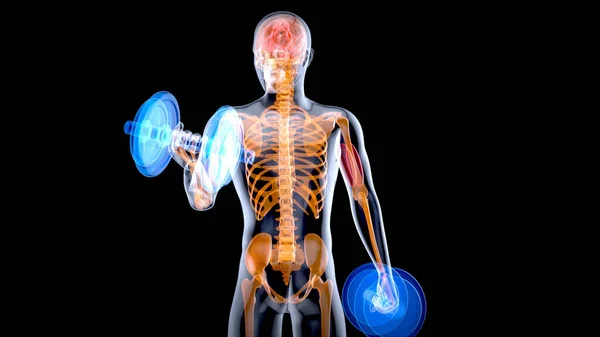 Biceps Curls Çeken Bir Röntgencinin Boyutlu Görüntüsü — Stok fotoğraf
