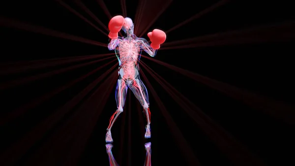 Abstract 3D anatomy of a man boxing
