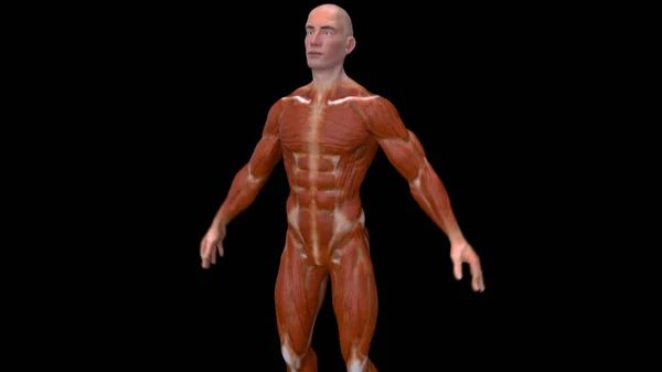 Anatomia Abstrata Homem — Fotografia de Stock
