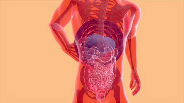 Anatomia Abstrata Sistema Digestivo Anatomia — Fotografia de Stock