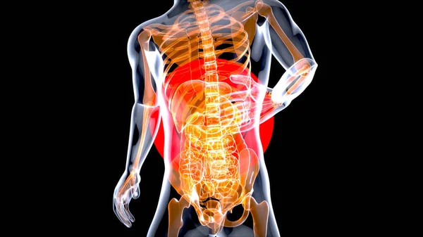 概要胃の解剖学的設計 — ストック写真