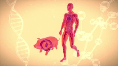Bir domuz kalbi naklinin 3 boyutlu soyut animasyonu