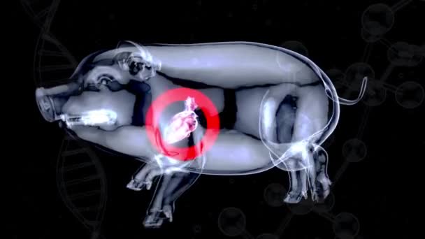 Animação Abstrata Transplante Coração Porco — Vídeo de Stock