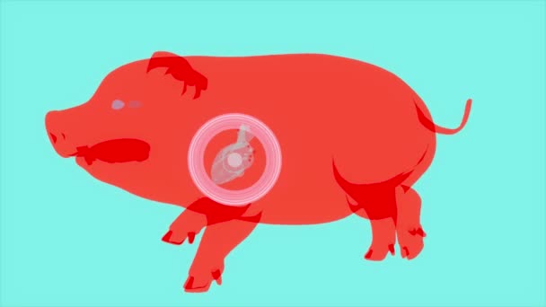 Абстрактна Анімація Трансплантації Серця Свині — стокове відео