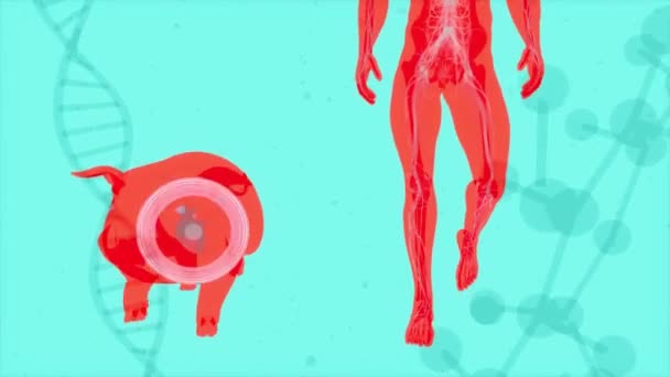 Animation Abstraite Une Transplantation Cardiaque Porc — Video
