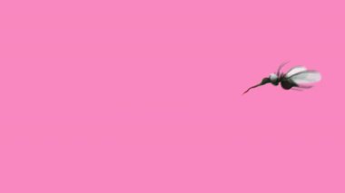 Mosquito  character  - 3D animation 