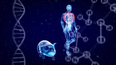 Bir domuz kalbi naklinin üç boyutlu soyut çizimi