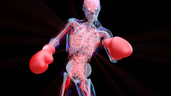 3D anatomy of a man boxing