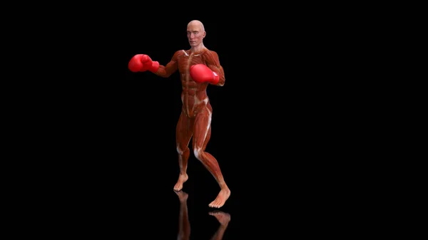 Anatomy Man Boxing — Stock Photo, Image
