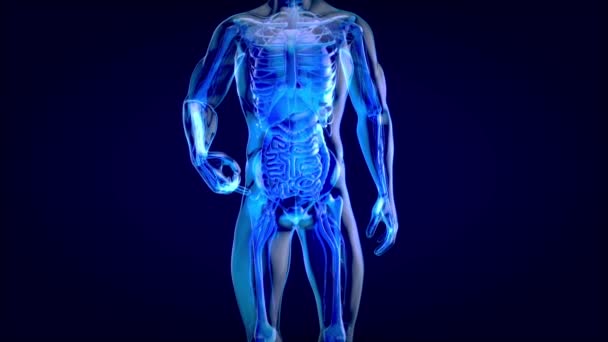 胃的三维概念设计 — 图库视频影像