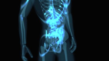 Sindirim sisteminin soyut üç boyutlu illüstrasyon anatomisi