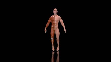 Bir adamın soyut üç boyutlu anatomisi
