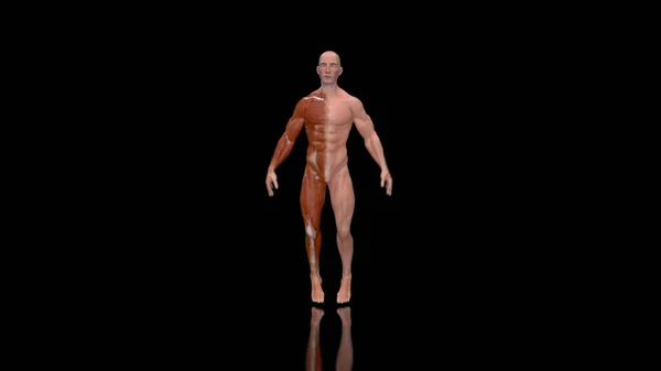 Abstract  3D illustration  anatomy of a man