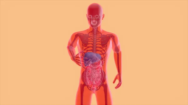 概要消化器系の3Dイラスト解剖学 — ストック写真