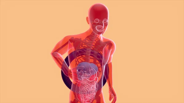 Anatomi Ilustrasi Abstrak Dari Sistem Pencernaan — Stok Foto