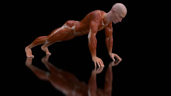 Şınav Çeken Bir Adamın Boyutlu Anatomisi — Stok fotoğraf