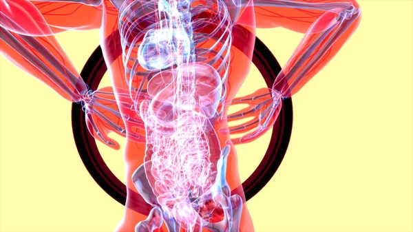 背痛和肾的三维抽象图解 — 图库照片