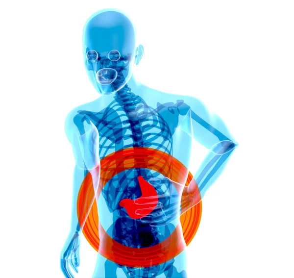 Streszczenie Ilustracja Anatomia Projekt Żołądka — Zdjęcie stockowe