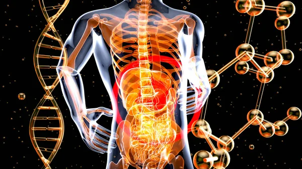 胃的抽象解剖设计 — 图库照片