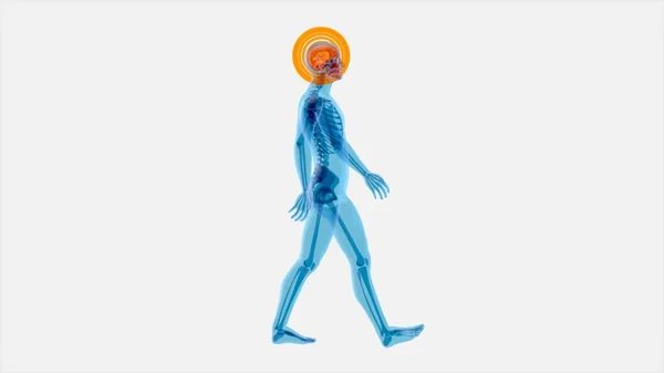 Konsep Anatomi Seorang Pria Berjalan Xray — Stok Foto