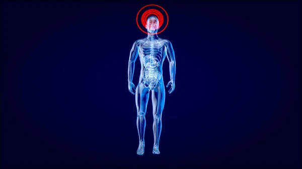 Illustration Anatomi Konsep Manusia Xray — Stok Foto