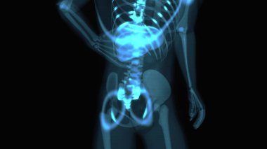 İnsan sindirim sisteminin soyut üç boyutlu anatomisi
