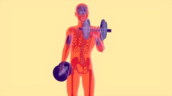 Abstract 3D anatomy of a man doing biceps curls with weights
