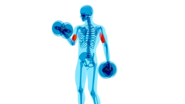 Anatomie Abstraite Homme Faisant Des Boucles Biceps Avec Des Poids — Photo