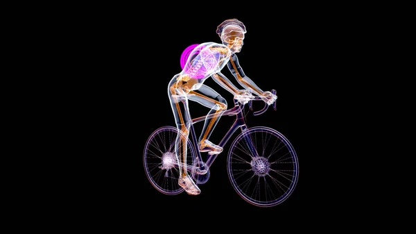 Ilustrasi Anatomi Pengendara Sepeda Sinar — Stok Foto