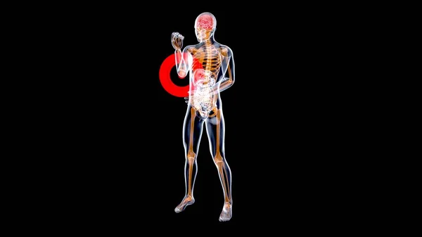 肘部疼痛的解剖学概念 — 图库照片