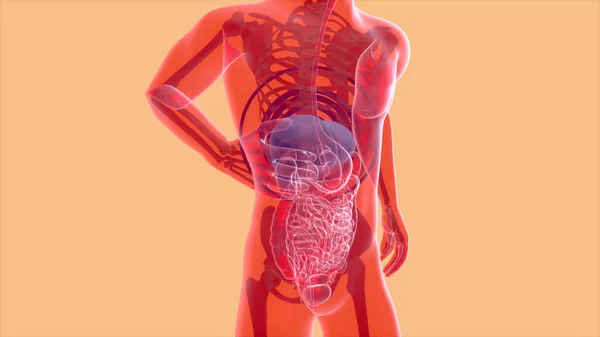Anatomia Abstrata Sistema Digestivo Humano — Fotografia de Stock