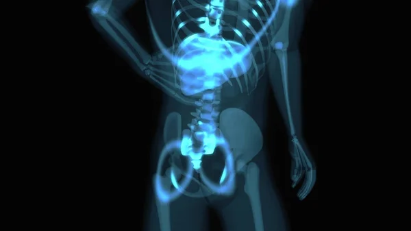 Абстрактная Трехмерная Анатомия Пищеварительной Системы Человека — стоковое фото