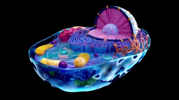 Abstraktní Ilustrace Biologické Buňky Mitochondrií — Stock video