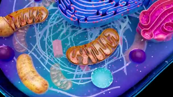 Ilustración Abstracta Célula Biológica Las Mitocondrias — Vídeos de Stock