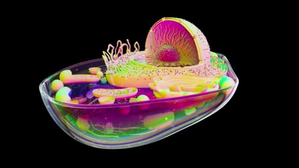 Abstracte Illustratie Van Biologische Cel Mitochondriën — Stockvideo