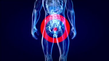 Mesanenin anatomisinin 3 boyutlu çizimi