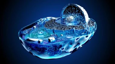 Biyolojik hücrenin ve mitokondrinin soyut çizimi