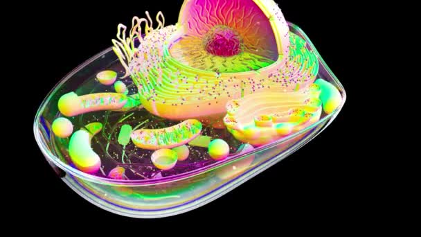 Abstraktní Ilustrace Biologické Buňky Mitochondrií — Stock video