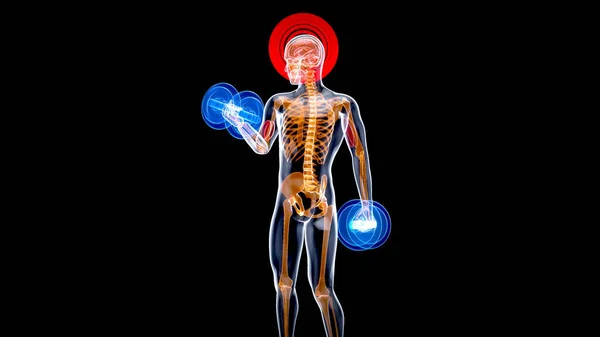 Ilustração Uma Anatomia Homem Raio Fazendo Cachos Bíceps — Fotografia de Stock