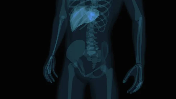 概要消化器系の3次元解剖学 — ストック写真