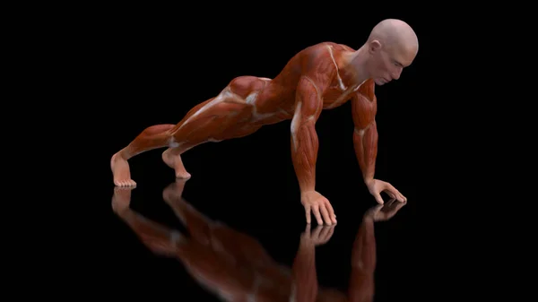 押し上げを行う男の3D解剖学 — ストック写真