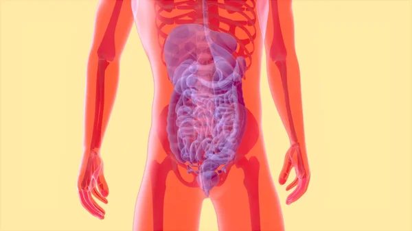 Anatomia Abstrata Sistema Digestivo — Fotografia de Stock