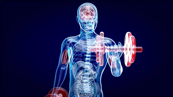 3D Illustration of an Anatomy of a X-ray man doing Biceps Curls