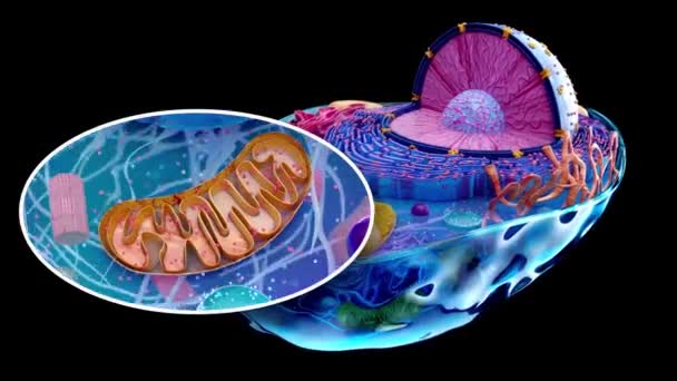Elvont Animáció Biológiai Sejt Szigetről — Stock videók