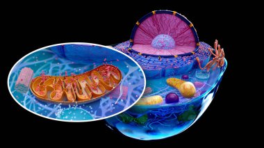  abstract illustration of the biological cell and the mitochondria clipart