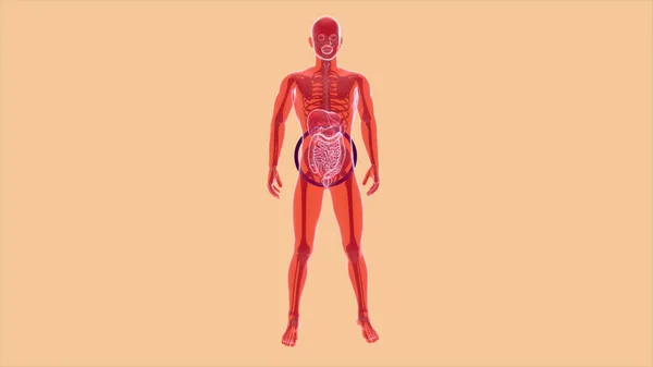 Anatomie Abstraite Système Digestif — Photo