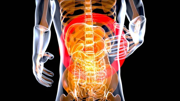 胃のアブストラクトデザイン — ストック写真
