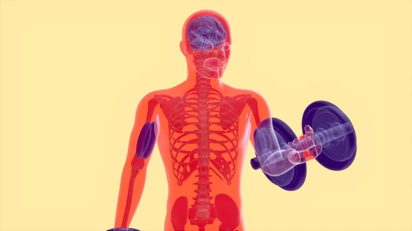Abstrakcyjna Anatomia Człowieka Wykonującego Loki Bicepsów — Zdjęcie stockowe