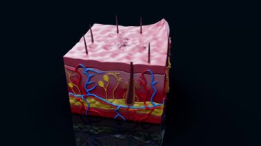 İnsan derisi olan insan anatomisi, 3 boyutlu animasyon. 