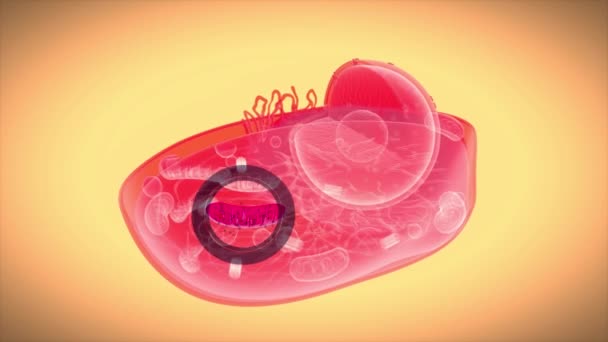 生物细胞岛的抽象动画 — 图库视频影像